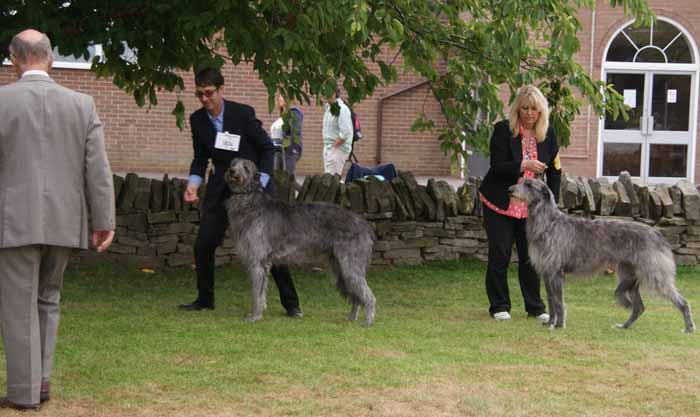 BOB & BOS Deerhound Club Breed Show 2011